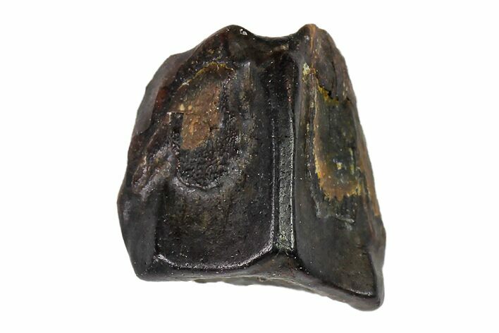 Fossil Hadrosaur (Edmontosaurus) Shed Tooth- Montana #110989